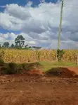 Prime 50x100 Plot for Sale in Gwakung'u – 300m Off Highway - 1