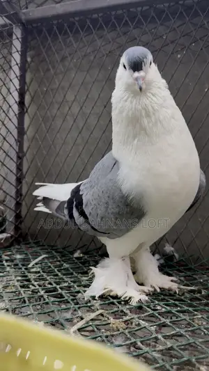 Lahore Marured Male Jumbo Pigeon (Imported)