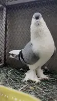 Lahore Marured Male Jumbo Pigeon (Imported) - 1