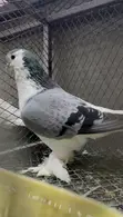 Lahore Marured Male Jumbo Pigeon (Imported) - 2