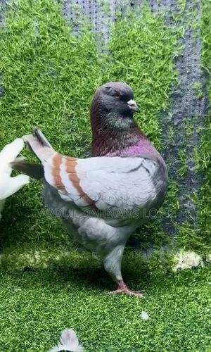 American King Jumbo Breeding Pair Pigeons
