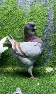 American King Jumbo Breeding Pair Pigeons - 1