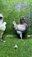 American King Jumbo Breeding Pair Pigeons - 2
