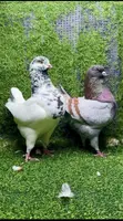 American King Jumbo Breeding Pair Pigeons - 3