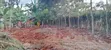 Prime Quarter Acre Land for Sale in Kirinyaga Ngucui Kimbimbi - 5