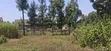 1/2 Acre Land for Sale - Kikuyu Thamanda, Muguga - 4