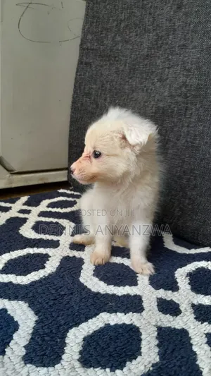 Male Japanese Spitz Puppy - 1-3 Months