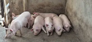 Pure Large White Piglets (3 Months)