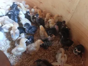 Pure Kienyeji Chicks - 7 Weeks Old