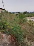 30ft x 50ft Plot for Sale in Junda (Mother Title Available) - 4
