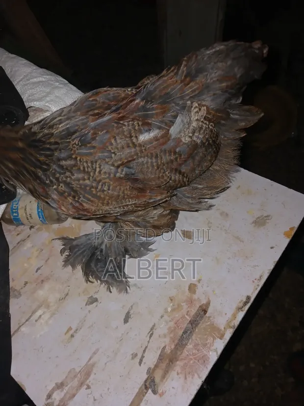 Brahma Chicken Chicks (10 Weeks Old) - 1