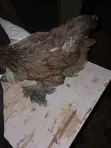 Brahma Chicken Chicks (10 Weeks Old) - 1