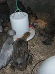 Brahma Chicken Chicks (10 Weeks Old) - 2