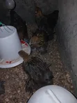 Brahma Chicken Chicks (10 Weeks Old) - 3