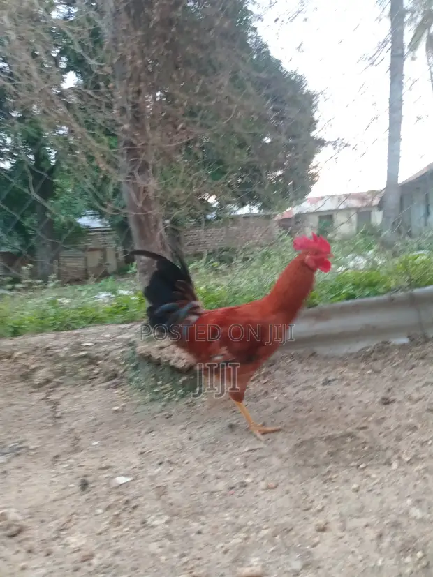 Jolly Kienyeji Chickens - 1