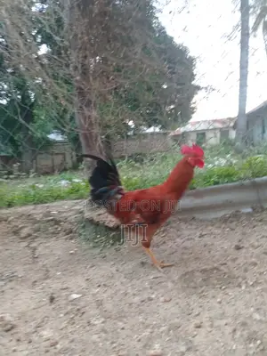 Jolly Kienyeji Chickens