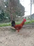 Jolly Kienyeji Chickens - 1