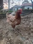 Jolly Kienyeji Chickens - 2