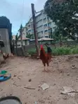 Jolly Kienyeji Chickens - 3