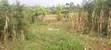 0.2 Acres Residential Land for Sale in Lumakanda - 2