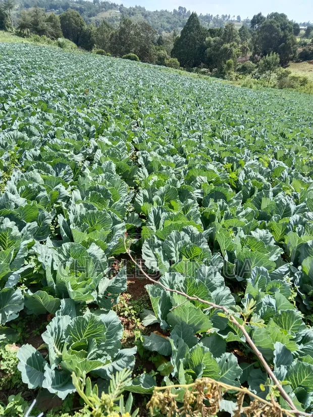 0.5 Acre Land for Sale in North Kinangop - 1