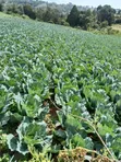 0.5 Acre Land for Sale in North Kinangop - 1