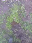 0.5 Acre Land for Sale in North Kinangop - 2