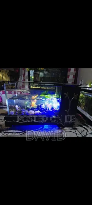 Aquarium ya Samaki na Goldfish