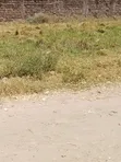 Plots for Sale in Githurai 45 - 1