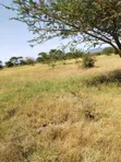 Prime 9.3 Acres Land for Sale - Koma Hills - 3