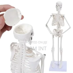 Mini Human Skeleton Model - 45cm