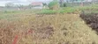 Mwihoko 50x100 Plot for Sale - 1