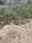 Kiharu Land for Sale - Near Muranga University & Edinburgh Rehab - 2