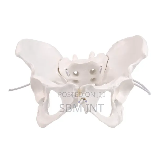 Female Pelvic Model - Imported - 1