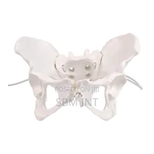 Female Pelvic Model - Imported