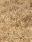 Prime 50x100 Plot for Sale, Malaa Kangundo Road - 5