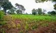 Prime Residential Plot for Sale in Kikuyu, Ondiri - 3