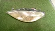 Peugeot 307 Headlights (Used) - 2