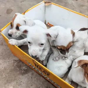 Male Purebred Jack Russell Terrier Puppy (1-3 Months)