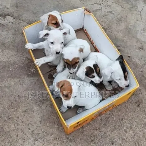 Female Purebred Jack Russell Terrier Puppy (1-3 Months) - 1