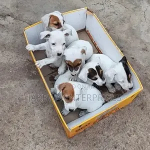 Female Purebred Jack Russell Terrier Puppy (1-3 Months)