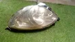 Toyota Fun Cargo Headlights (Used) - 3