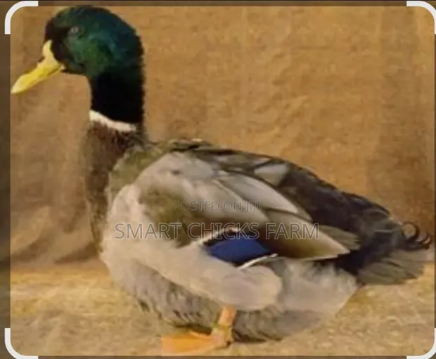 Healthy Rouen Male Duck - 1