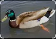 Healthy Rouen Male Duck - 2