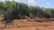 Industrial Land for Sale, Manda Island - 3