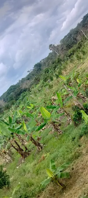 12 Acre Agricultural Farm for Sale | Msambweni, Kwale