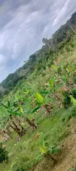 12 Acre Agricultural Farm for Sale | Msambweni, Kwale - 1
