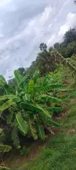 12 Acre Agricultural Farm for Sale | Msambweni, Kwale - 2