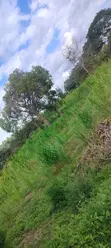 12 Acre Agricultural Farm for Sale | Msambweni, Kwale - 5
