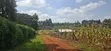 50x100 Plot for Sale - Kikuyu Migumoini - 4